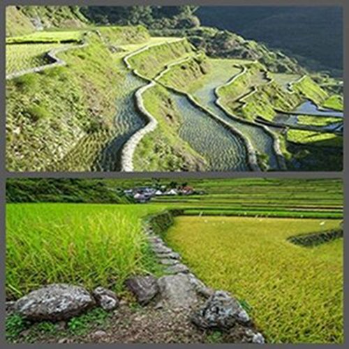 Batad Rice Terreces