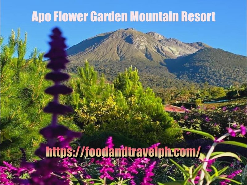 Experiencing Nature’s beauty at Apo flower garden mountain resort